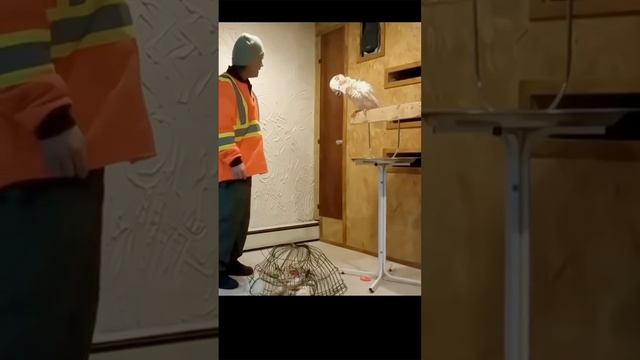 Разозлил попугая смотреть онлайн