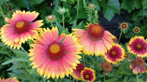 Расцвели красивые яркие цветы в саду 👍🌺🌺