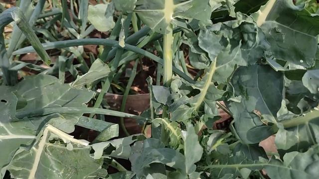 Реанимируем растения после града смотреть онлайн