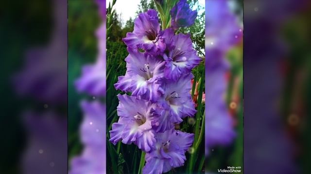 Грациозный, великолепный,нежный Чудо-Цветок чарует нас своей магией... смотреть онлайн