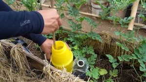 Как вырастить арбузы на шпалерах