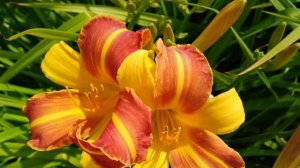 Лилейник желто оранжевый