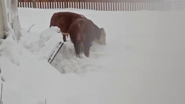 Зимняя прогулка Бориса и его друга смотреть онлайн