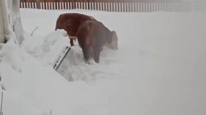 Зимняя прогулка Бориса и его друга