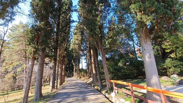 Кипарисовая аллея — парадная аллея дендрария в Сочи. смотреть онлайн