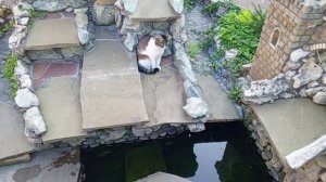 Кошечка в замке с черепашками 2 сезон