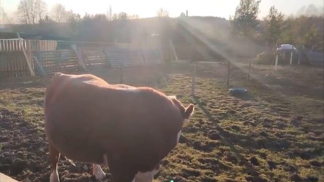 Борис наслаждается солнечным вечером