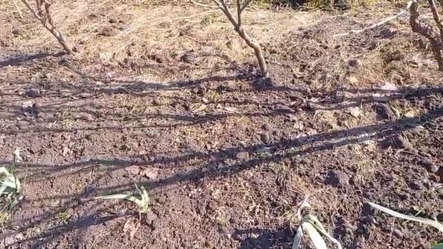 Инспекция крыжовника