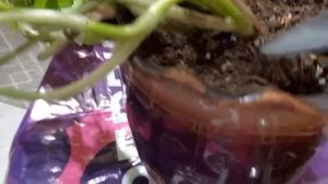 Продолжение ухода за цветком