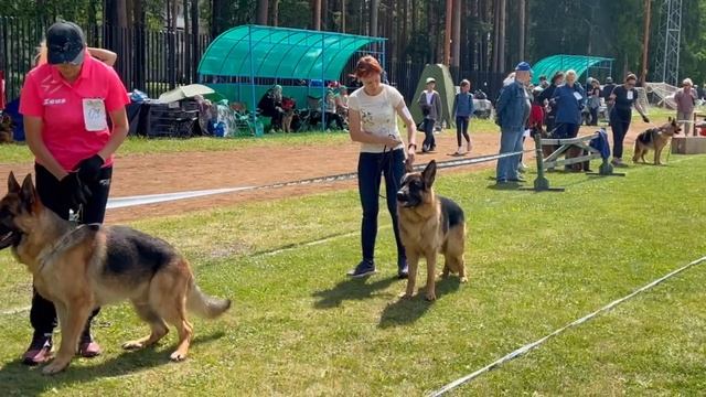 ЮНИОРЫ КОБЕЛИ / КЧК ЗАРЕЧНЫЙ 22 июня`25 Ю.Скиба Моно немецких овчарок