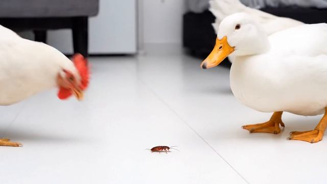 Курица, утка и таракан. Смотреть интересное видео с животными смотреть онлайн