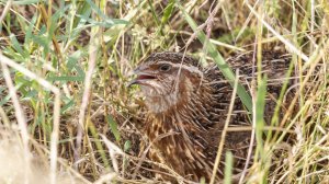 Перепел - птица певчая