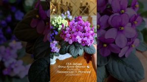 Трейлерные сорта фиалок
из фонда Кухня Фиалки 🐇:
ГЕА-Лавандовый Зайка,  ГЕА-Я Подарю Вам Ландыши,