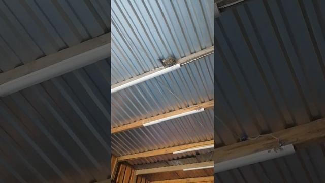 Ласточки Ховрентий Палыча. Уже 5 лет вьют гнезда в зоне боевых действий, где ежедневный движ с 9 до0 смотреть онлайн