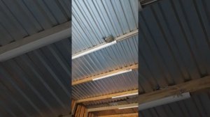 Ласточки Ховрентий Палыча. Уже 5 лет вьют гнезда в зоне боевых действий, где ежедневный движ с 9 до0