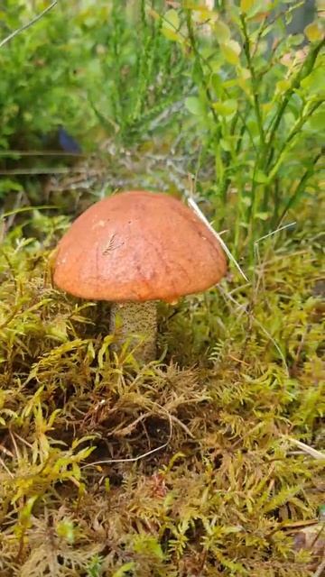 Грибное утро в сказочном лесу, ГРИБЫ ДОРОГАМИ, эмоции грибника!!!! смотреть онлайн