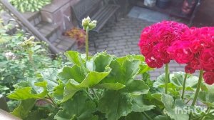 Пеларгония сортовая на крыльце.Июль 2025г.