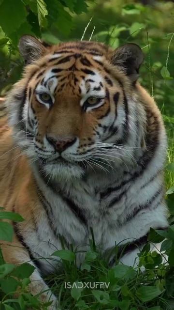 Амурский тигр – царь уссурийской тайги смотреть онлайн