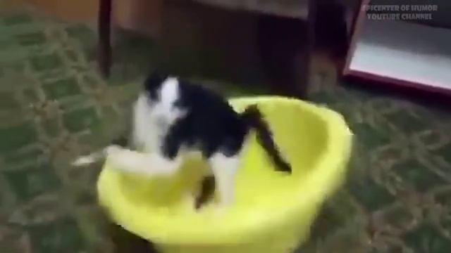 смешные животные и забавные дети 🤗