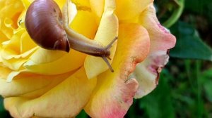 Глупая улитка 🐌 - слова Андрея Усачева