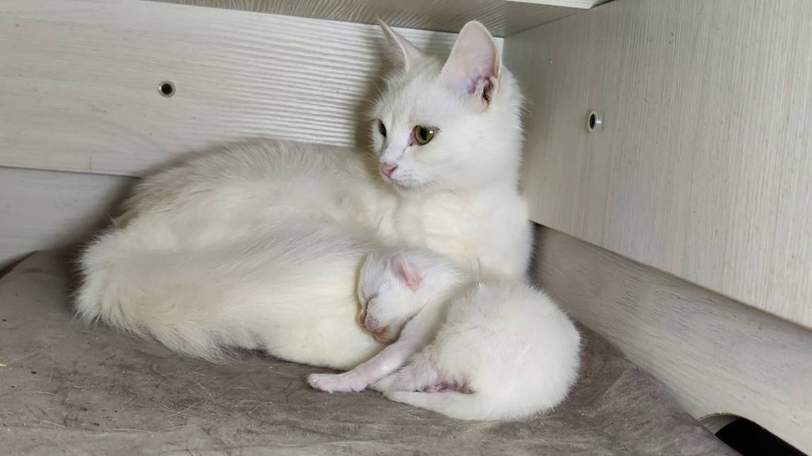 Новорожденный котенок. День десятый. Мама-кошка разговаривает с новорожденным котенком смотреть онлайн