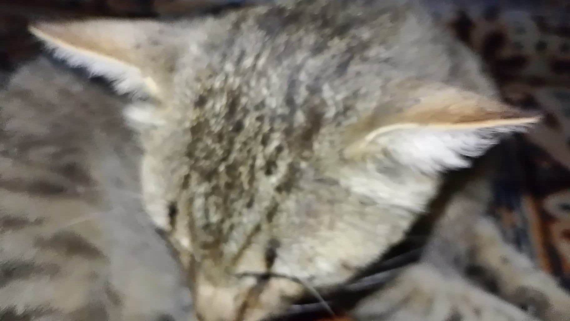 Камеру, убери!😾 Уставший Максик. Любимые животные смотреть онлайн