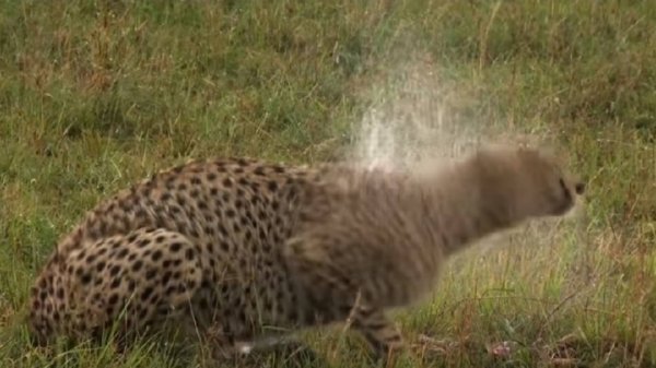 3-7-7   Алгоритмы жизни во всех таксонах  Птичка колибри  моль