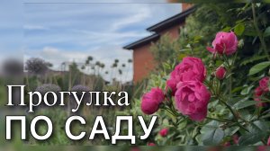 Обзор сада. Многолетники. Кустарники. Розы Гортензии Лианы Травы Хвойные