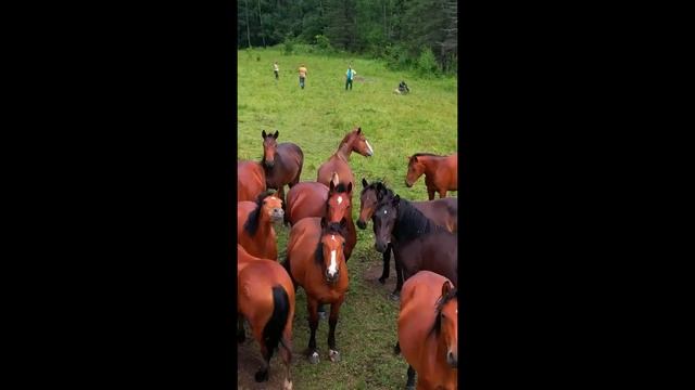 Почему Алтай — лучший выбор этого лета? 💥 смотреть онлайн
