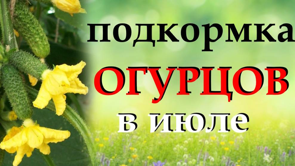 Чем подкормить огурцы во время цветения и плодоношения смотреть онлайн