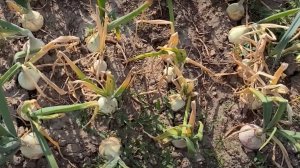 Финальная ПОДКОРМКА ЛУКА В ИЮЛЕ: Как получить крупные луковицы и здоровый урожай