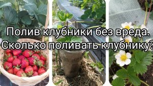 Полив клубники без вреда