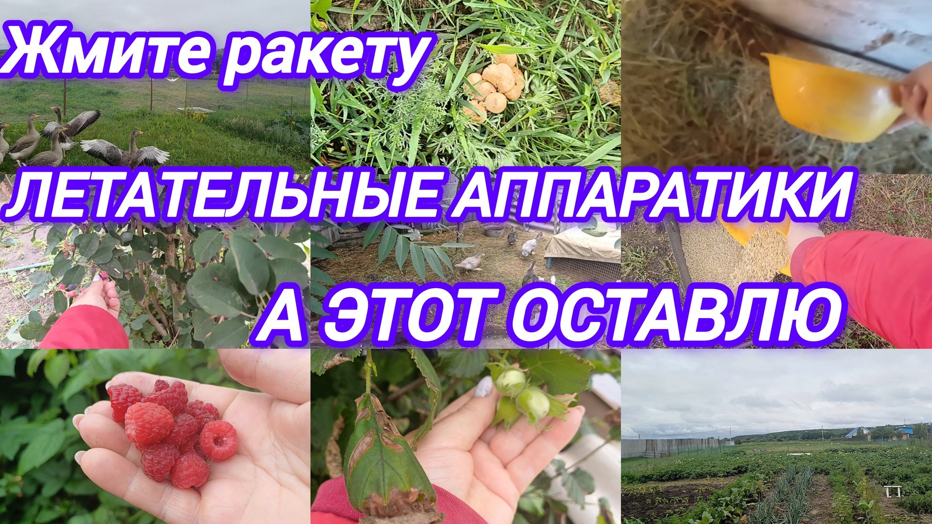 МОЙ УЧАСТОК ПОЛОН ЧУДЕС смотреть онлайн