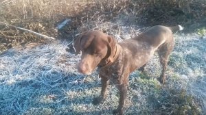 Сериал «Пёс» Пёс 1 сезон