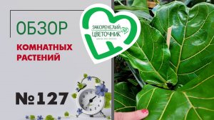 Обзор растений: редкие растения, фикус лирата, стрелиции, папоротники, орхидеи фаленопсисы #127
