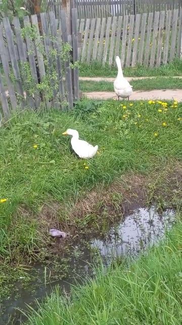 Упитанные красавчики!