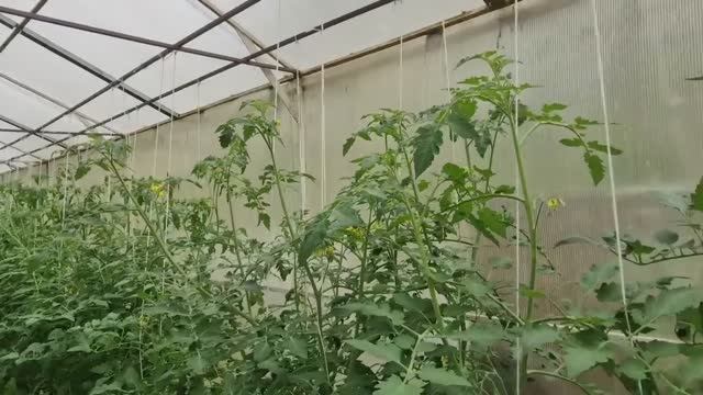 Собираю и провожаю мужа в поездку. Вот такой урожай. смотреть онлайн