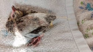 Последний день птенца - он не выжил! Мне очень жаль!