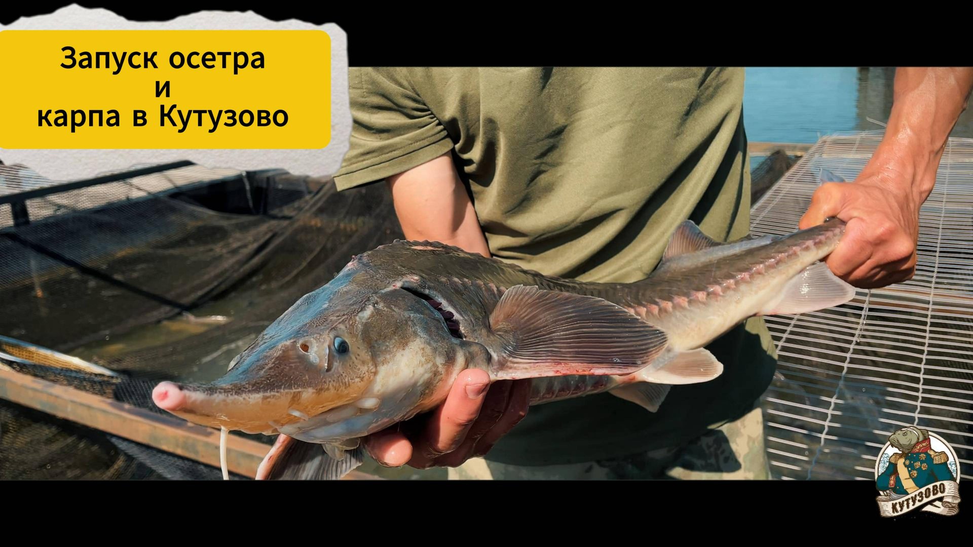 ЗАПУСК ОСЕТРА И КАРПА 03.07.2025