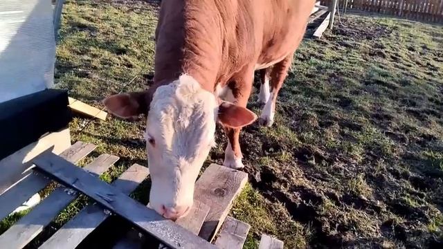 Борис играет с деревянным бруском ,веселый бычёк