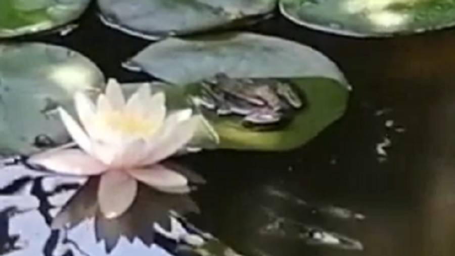 А вы слышали как лягушки разговаривают с собаками?