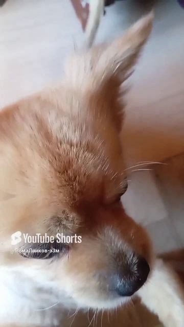 #прикол с животными часть 3👍🤣😂