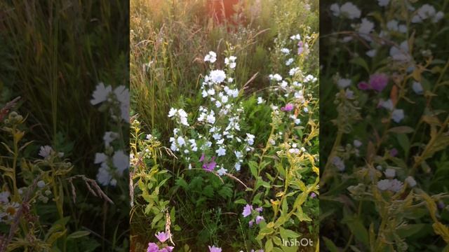 3 июля 2025 год.Июль мне тоже нравится..mp4 смотреть онлайн