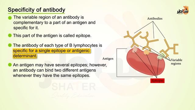 Recognition Of Antigens By BL And TL