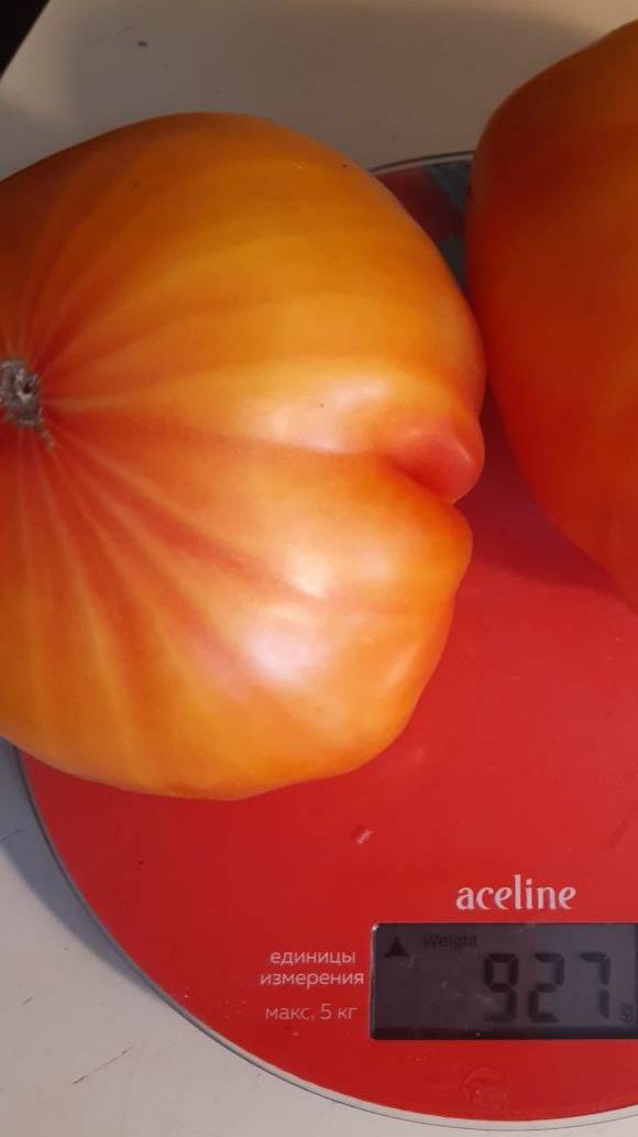 ВКУСНЕЙШИЙ БИКОЛОР - БУРРАКЕРСКИЕ ЛЮБИМЦЫ (США) смотреть онлайн