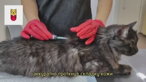 Как ставить укол кошке / Постановка подкожной инъекции питомцу / Советы ветеринара