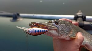 Распаковка посылки с воблером Strike Pro Candy Crank 40