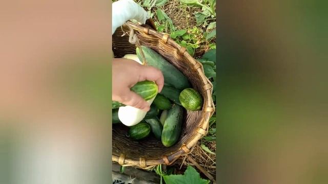 Огород на 20 июля! Идем, Смотрим. Цветы, лук, результат тепличного чуда.)))