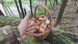 💥НАШЁЛ в ЛЕСУ ПОЛЯНУ УСЕЯННУЮ БЕЛЫМИ ГРИБАМИ и НАКОСИЛ БОРОВИКОВ ПОЛНУЮ КОРЗИНУ🌳Грибы 2025🌲