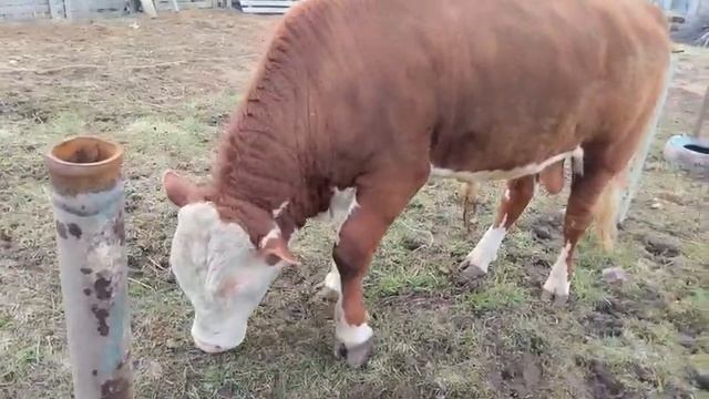 Бычек кушает заготовленное сено